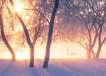 Tavla - Winter Light