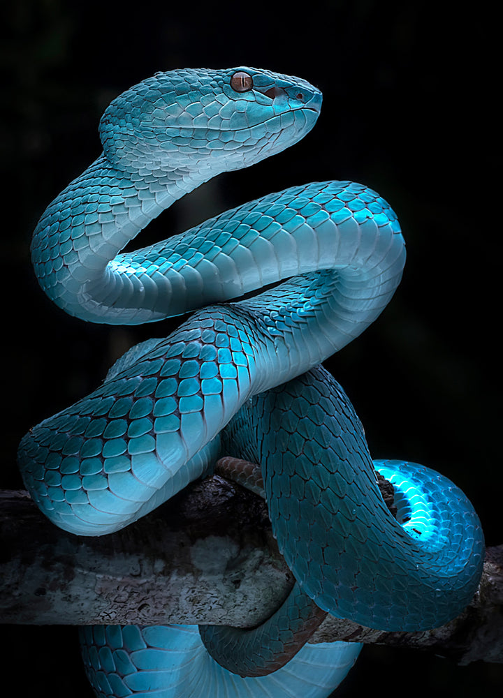 Tavla - Reptile