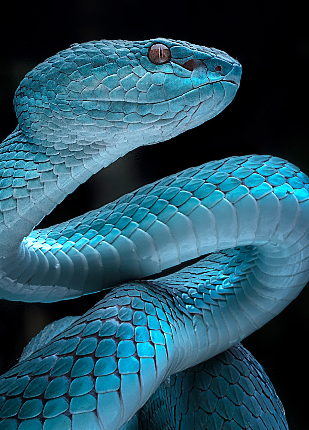 Tavla - Reptile