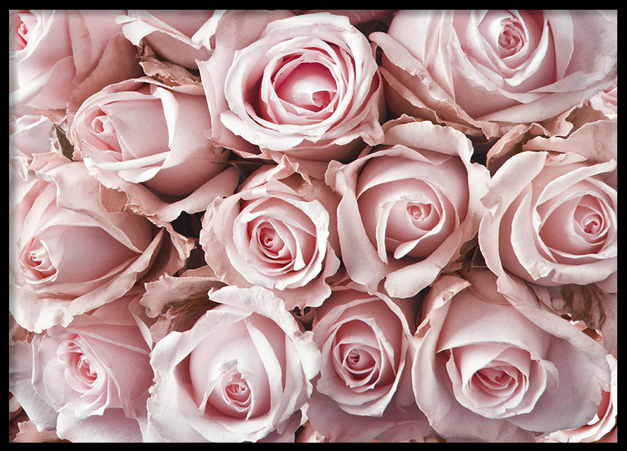 Poster - Roses