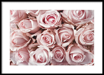 Poster - Roses