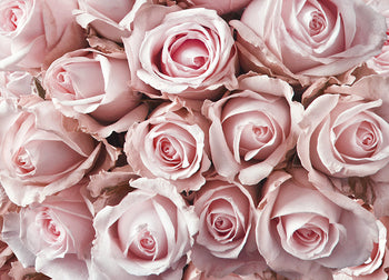 Poster - Roses