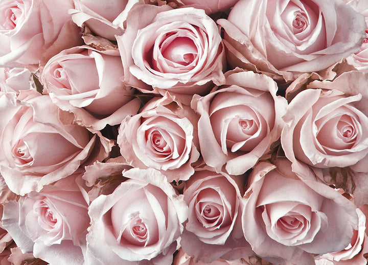 Poster - Roses