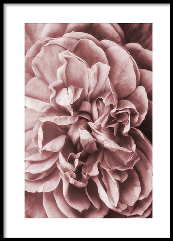 Poster - Pink Roses