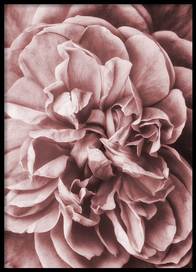 Poster - Pink Roses