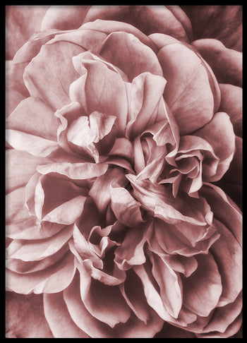 Poster - Pink Roses