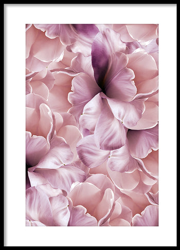 Poster - Rose