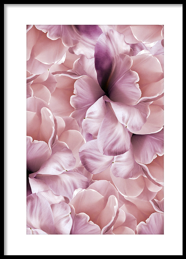 Poster - Rose