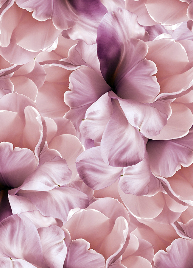 Poster - Rose