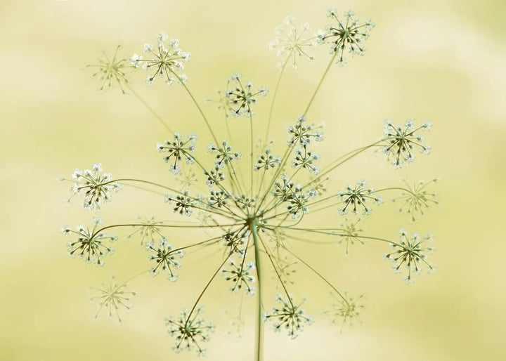 Canvastavla - Dandelion Seeds