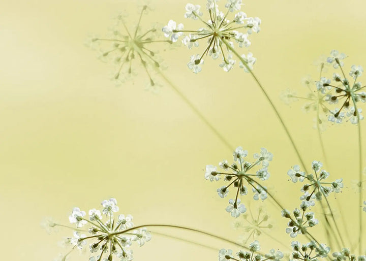 Canvastavla - Dandelion Seeds