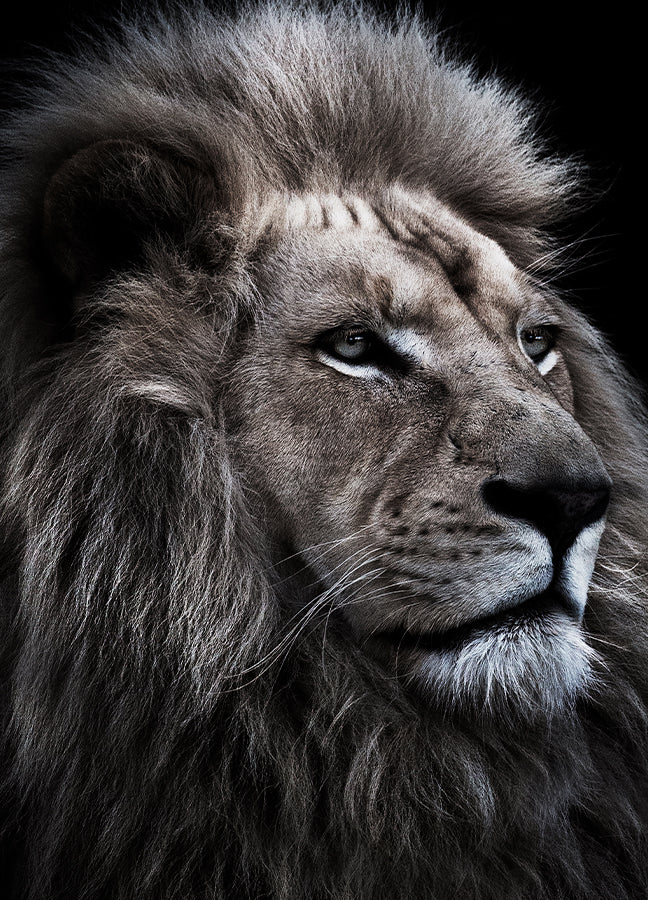 Poster - Beast