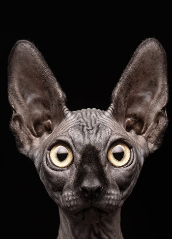 Poster - Curious
