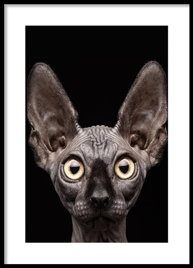 Poster - Curious