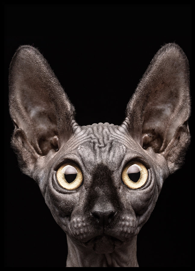 Poster - Curious