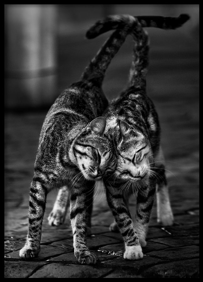 Poster - Moggy