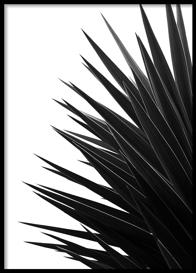 Poster - Black Palm