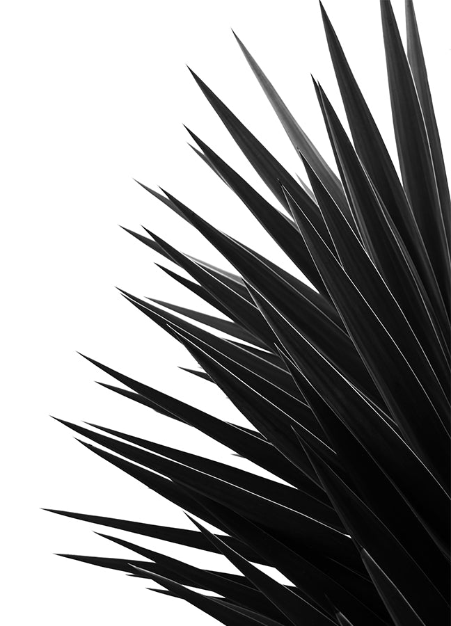 Poster - Black Palm