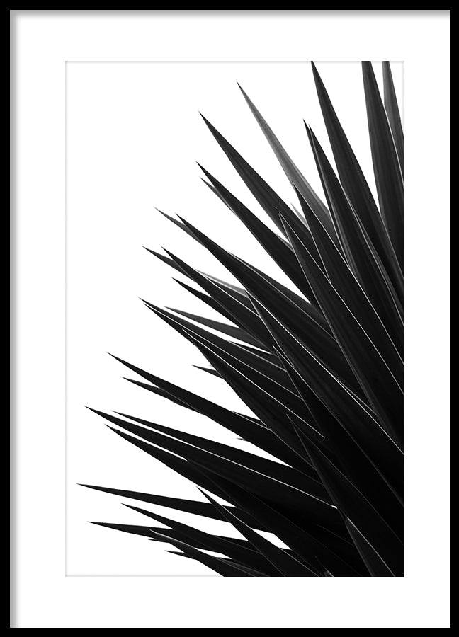 Poster - Black Palm