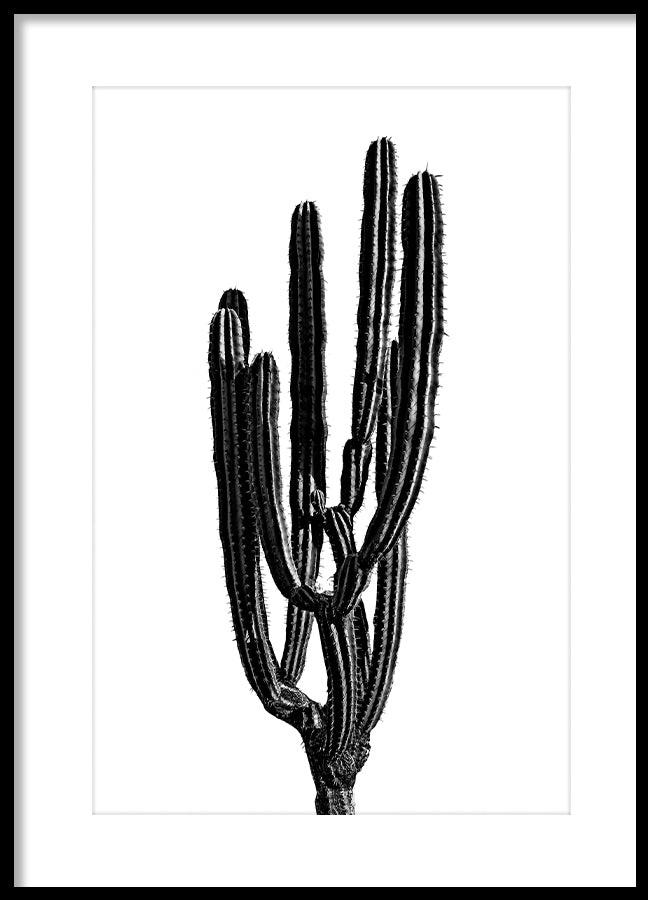 Poster - Baja
