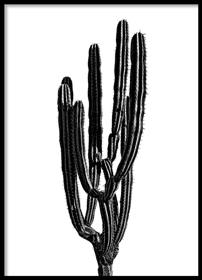 Poster - Baja