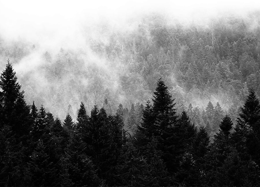 Poster - Spruce