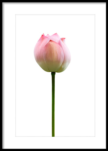 Poster - Lotus