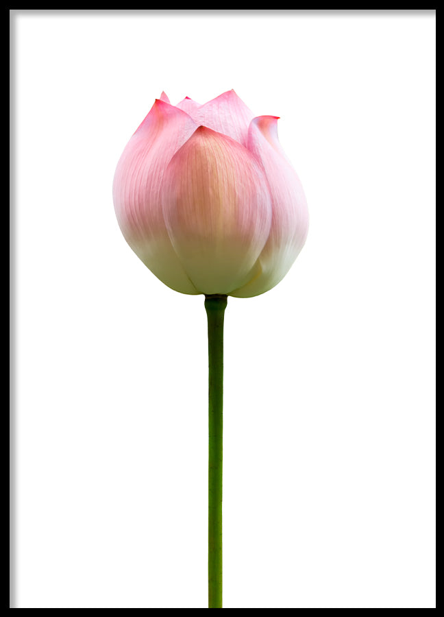 Poster - Lotus
