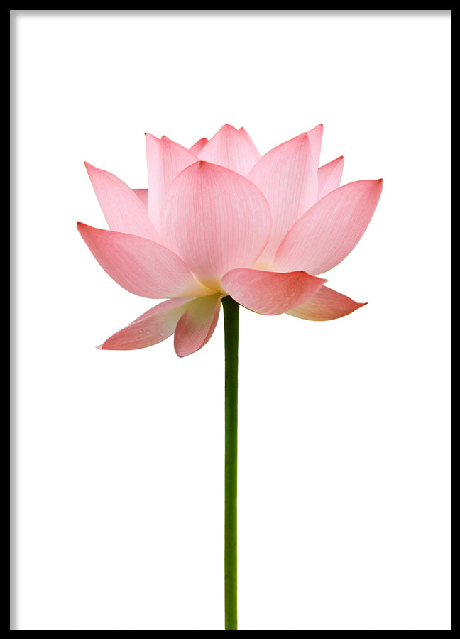 Poster - Flower
