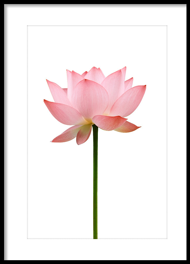 Poster - Flower