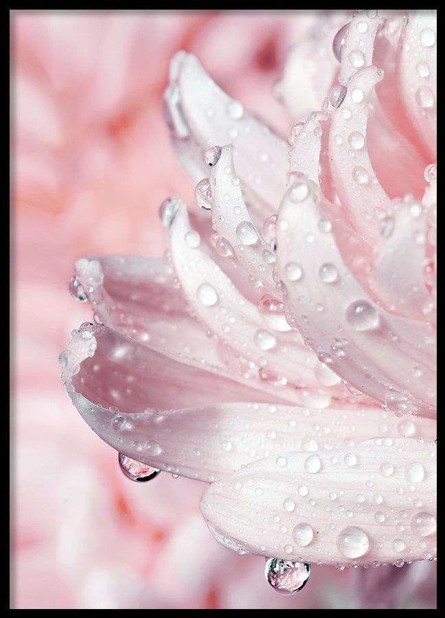 Poster - Drops
