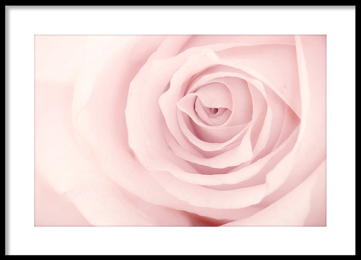 Poster - Rose