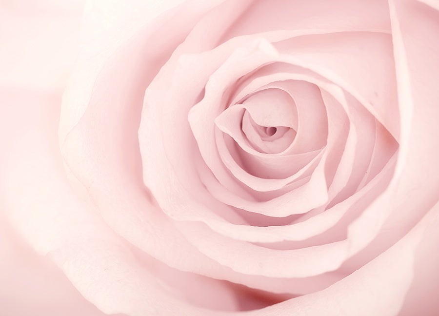 Poster - Rose