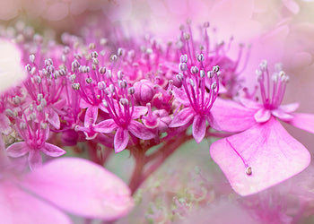Tavla - Pinky