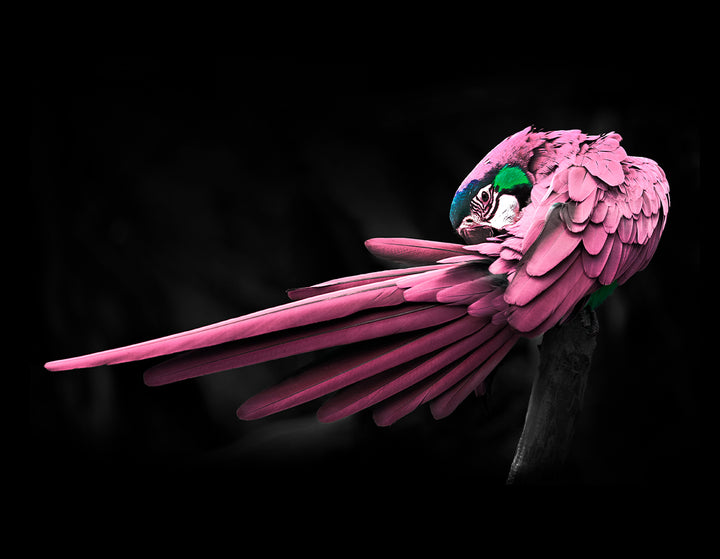 Canvastavla - Rosy Macaw
