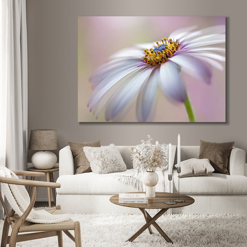 Tavla - Michaelmas daisy