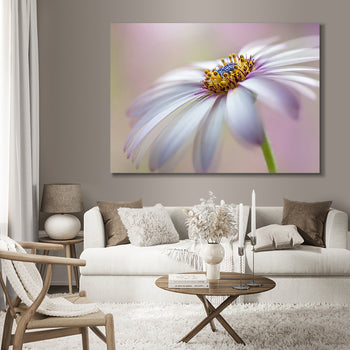 Tavla - Michaelmas daisy