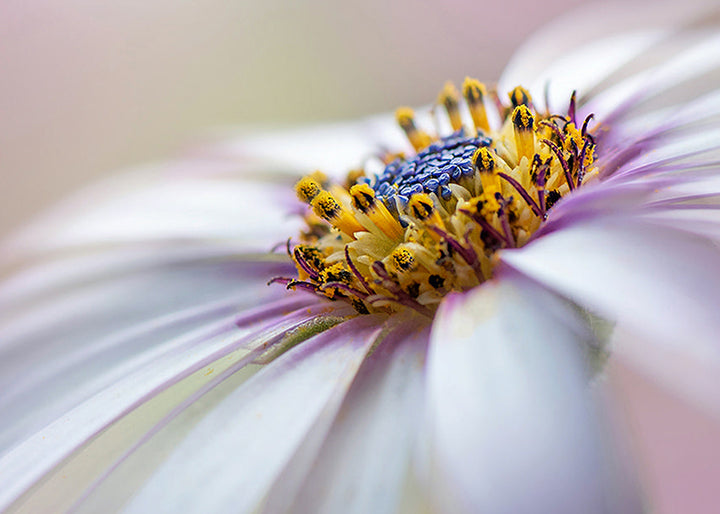 Tavla - Michaelmas daisy