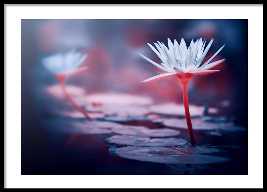 Poster - Pink lotos