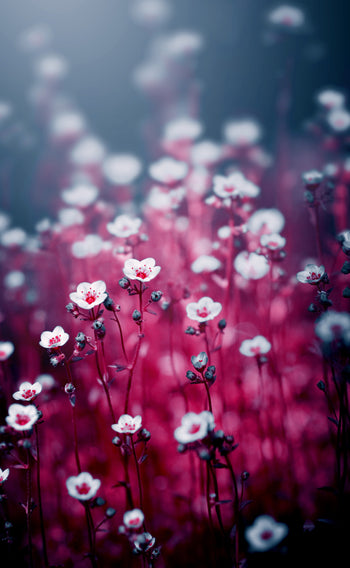 Poster - Royal flowers