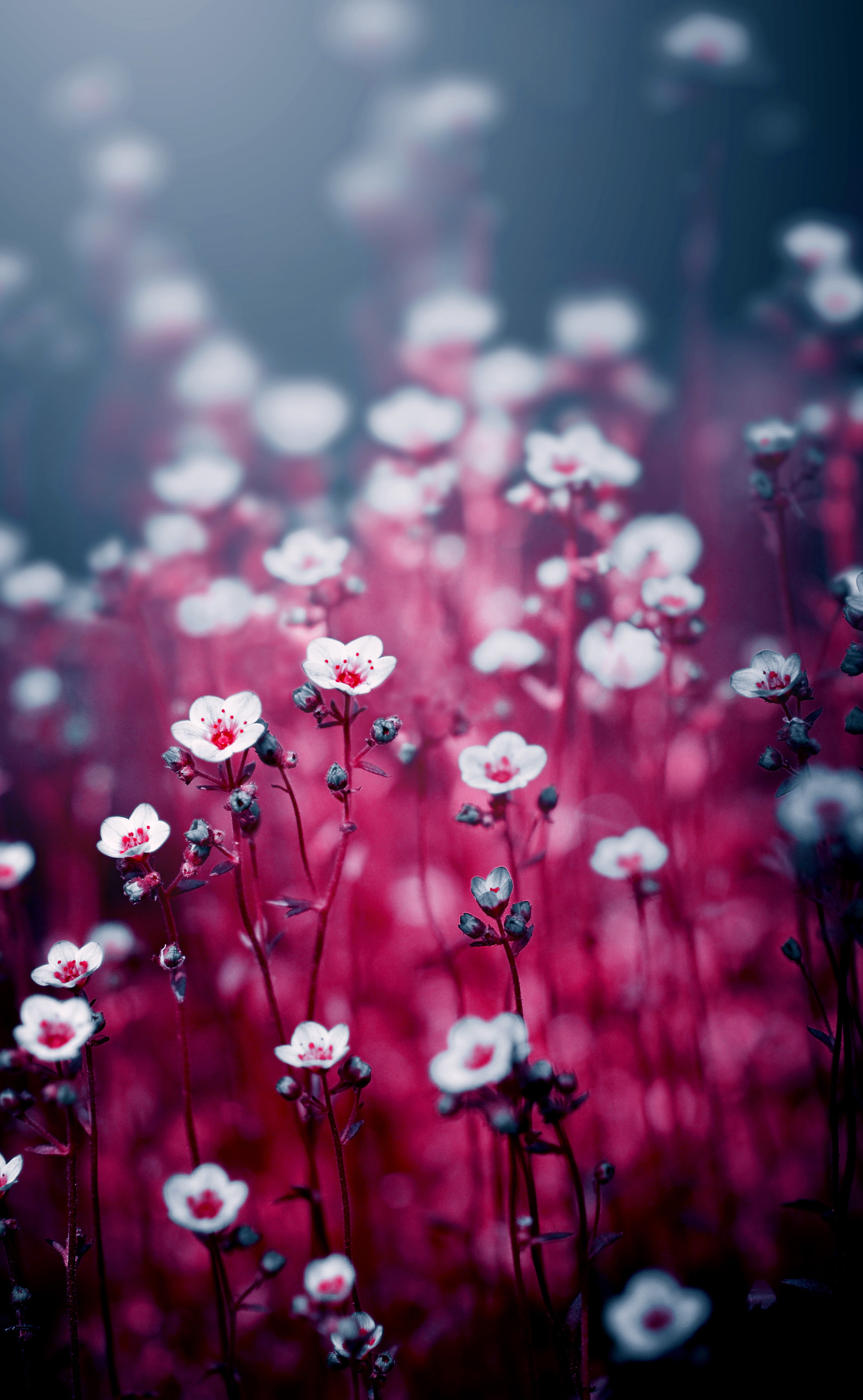 Poster - Royal flowers
