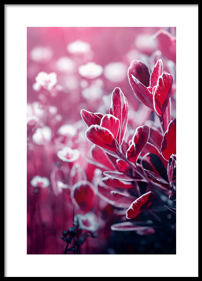 Poster - Wonderly