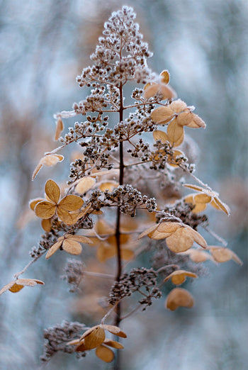 Poster - L'automne