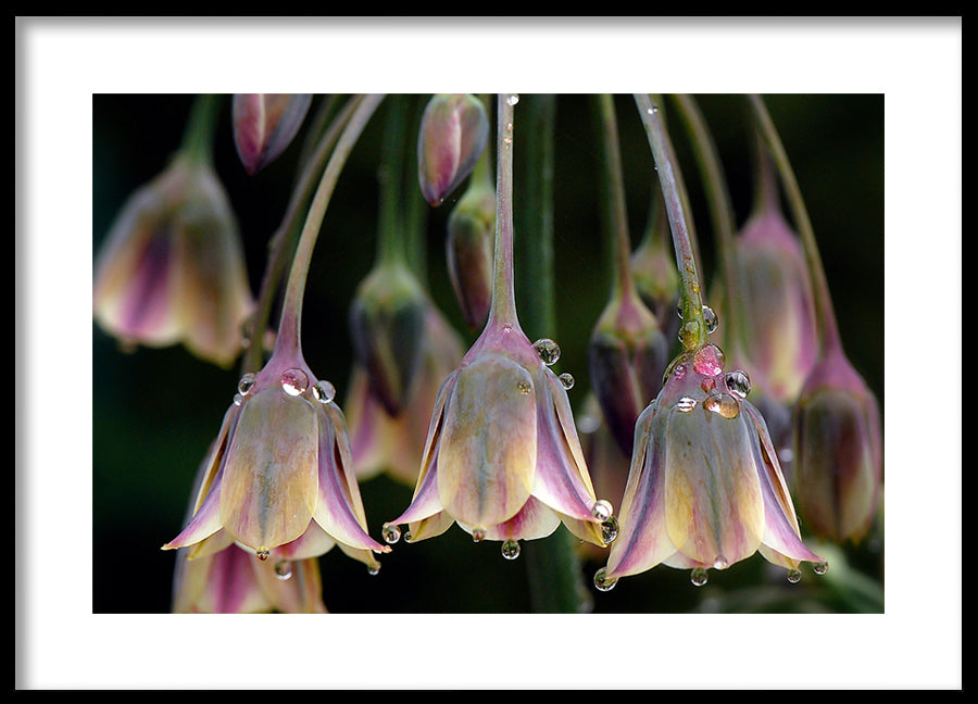 Poster - Tulipa