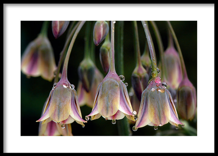 Poster - Tulipa