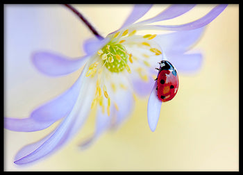 Poster - Ladybug