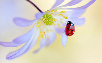 Poster - Ladybug