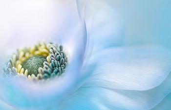 Poster - Lovely blossom