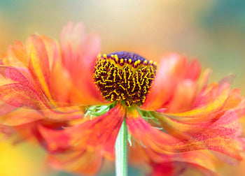 Poster - Marigold
