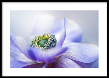Poster - Lilac